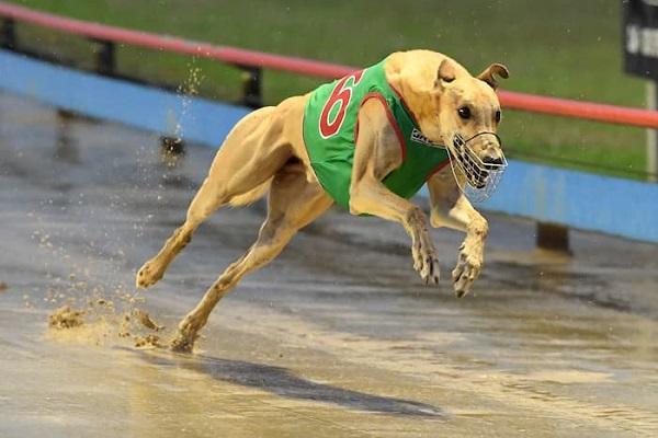 đua chó sodo casino